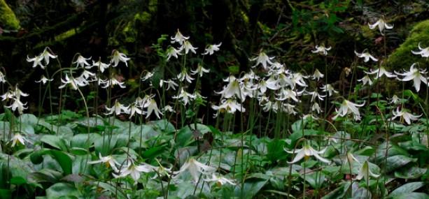 lillies